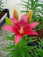 [1663 Caravita No01.JPG]